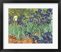 Irises, 1889 Fine Art Print