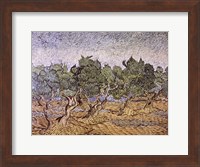 Olive Orchard, Violet Soil Fine Art Print