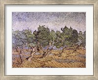 Olive Orchard, Violet Soil Fine Art Print