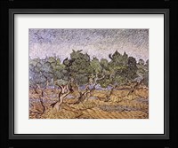 Olive Orchard, Violet Soil Fine Art Print