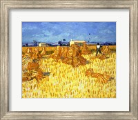 Harvest in Provence Fine Art Print