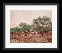 The Olive Pickers - picking Fine Art Print