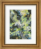 Acacia in Flowe Fine Art Print