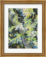 Acacia in Flowe Fine Art Print