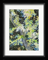 Acacia in Flowe Fine Art Print