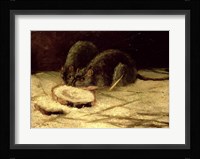 Two Rats Framed Print