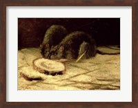 Two Rats Fine Art Print