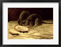 Two Rats Framed Print