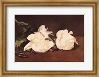 Branch of White Peonies and Secateurs, 1864 Fine Art Print