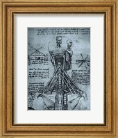 Bone Structure of the Human Neck and Shoulder Fine Art Print