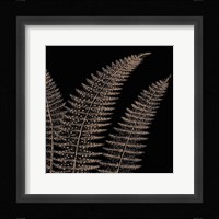 Fern II (on black) Framed Print