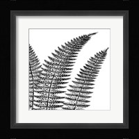 Fern II (on white) Fine Art Print