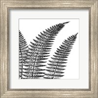 Fern II (on white) Fine Art Print