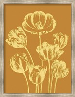 Tulip 20 Fine Art Print