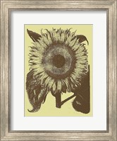 Sunflower 4 Fine Art Print