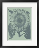 Sunflower 8 Fine Art Print