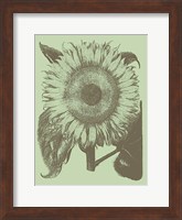 Sunflower 11 Fine Art Print