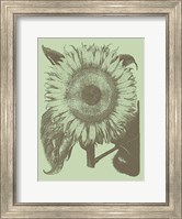 Sunflower 11 Fine Art Print