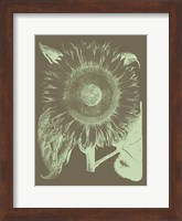 Sunflower 12 Fine Art Print
