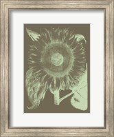 Sunflower 12 Fine Art Print