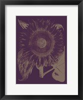Sunflower 13 Fine Art Print