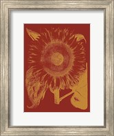 Sunflower 16 Fine Art Print