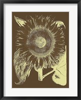 Sunflower 3 Fine Art Print
