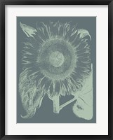 Sunflower 7 Fine Art Print