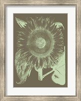 Sunflower 12 Fine Art Print