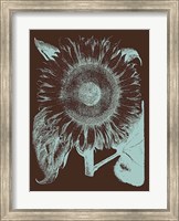 Sunflower 17 Fine Art Print