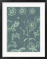 Chrysanthemum 7 Fine Art Print