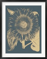 Sunflower 2 Fine Art Print