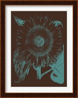 Sunflower 6 Fine Art Print