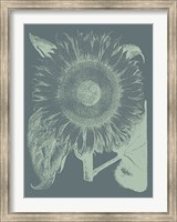Sunflower 7 Fine Art Print