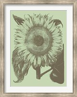 Sunflower 11 Fine Art Print