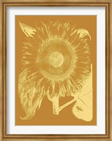 Sunflower 20 Fine Art Print