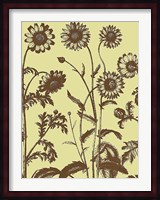 Chrysanthemum 4 Fine Art Print