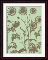 Chrysanthemum 11 Fine Art Print
