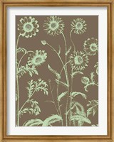 Chrysanthemum 12 Fine Art Print