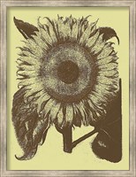Sunflower 4 Fine Art Print