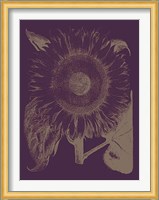 Sunflower 13 Fine Art Print