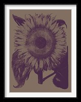 Sunflower 14 Fine Art Print