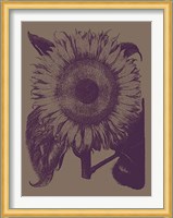 Sunflower 14 Fine Art Print