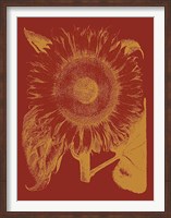 Sunflower 16 Fine Art Print