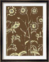 Chrysanthemum 3 Fine Art Print