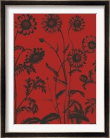 Chrysanthemum 9 Fine Art Print