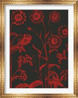 Chrysanthemum 10 Fine Art Print