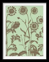 Chrysanthemum 11 Fine Art Print