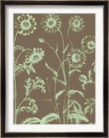 Chrysanthemum 12 Fine Art Print