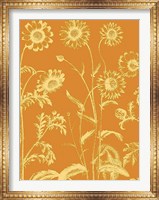 Chrysanthemum 20 Fine Art Print